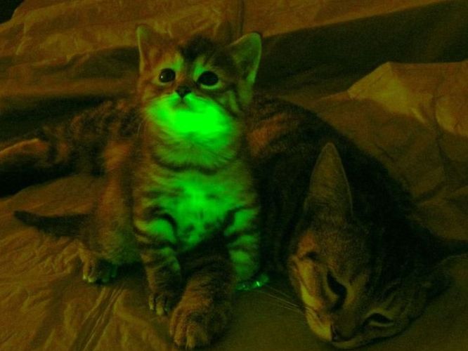 Koty świecące w ciemności - genetycznie zmodyfikowane koty wyjaśnione
