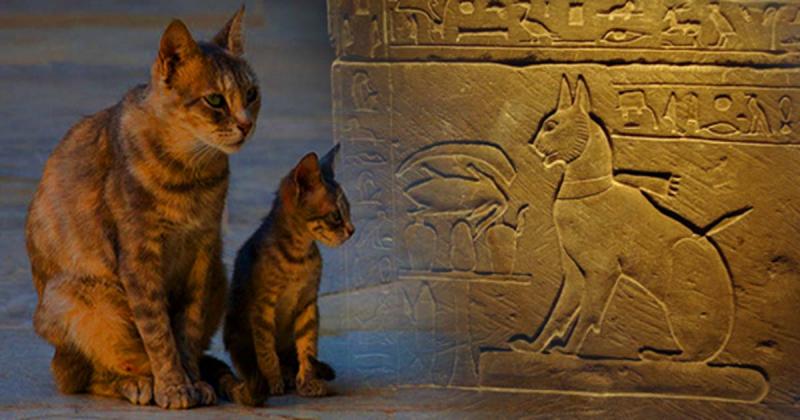 Historia kotów w Egipcie: Wyjaśnienie pochodzenia, faktów i przodków