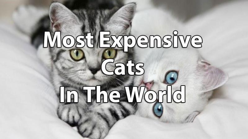 Przyniesienie do domu nowego kota: jednorazowe koszty