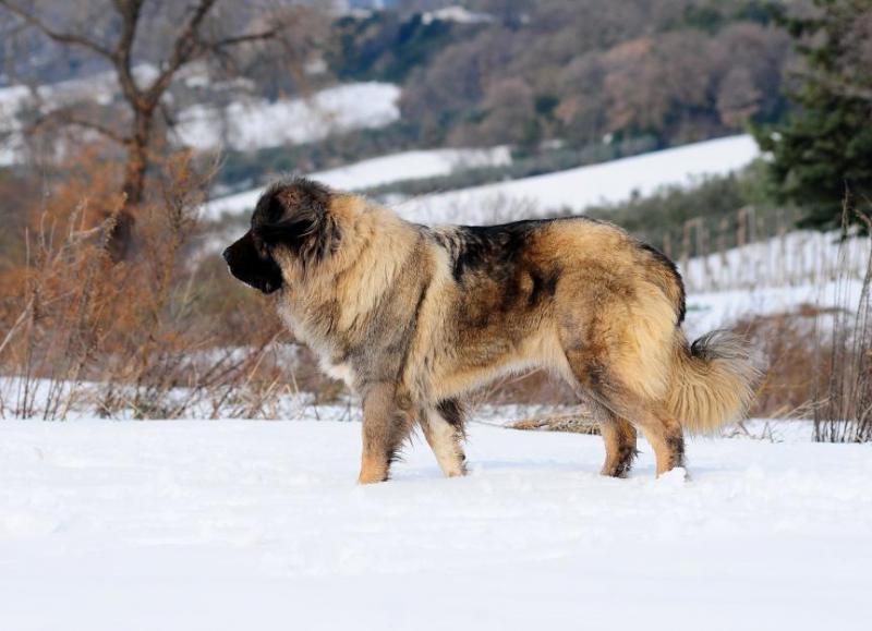 Temperament i inteligencja kaukaskiego psa pasterskiego
