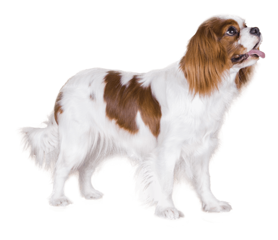 8 wskazówek dotyczących pielęgnacji psa rasy Cavalier King Charles Spaniel