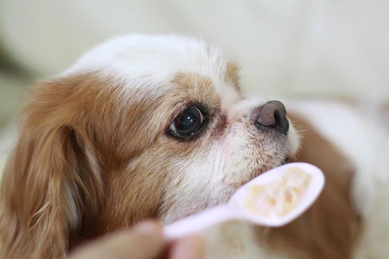 Czy psy mogą jeść kardamon? Czy jest bezpieczny? Wskazówki dietetyczne sprawdzone przez weterynarza