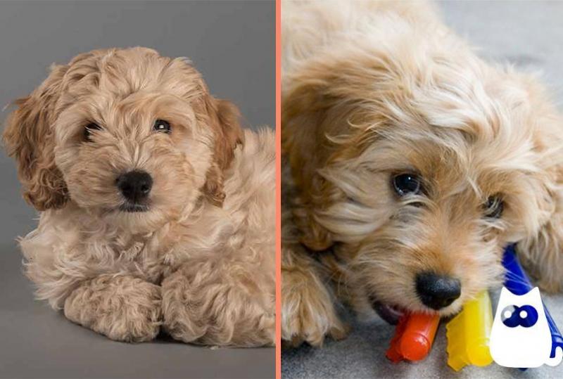 Cavapoo vs Cockapoo: Różnice (ze zdjęciami)