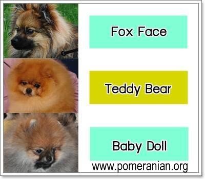 Formalne uznanie rasy Fox Face Pomeranian