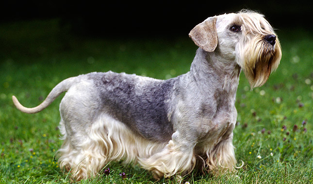 Przewodnik po rasie psów Cesky Terrier: Informacje, zdjęcia, pielęgnacja i więcej!