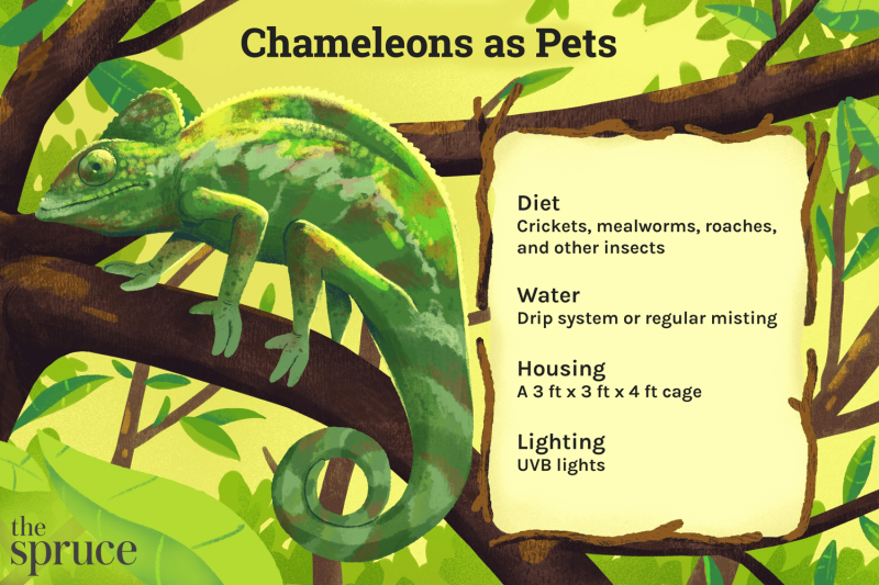 1. Kameleon potrzebuje określonej przestrzeni życiowej