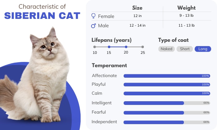 Charakterystyka kota syberyjskiego