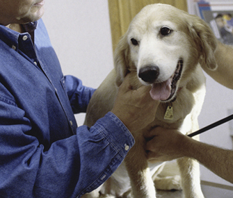 Jak szybkie jest normalne tętno u psów? (Odpowiedź weterynarza)