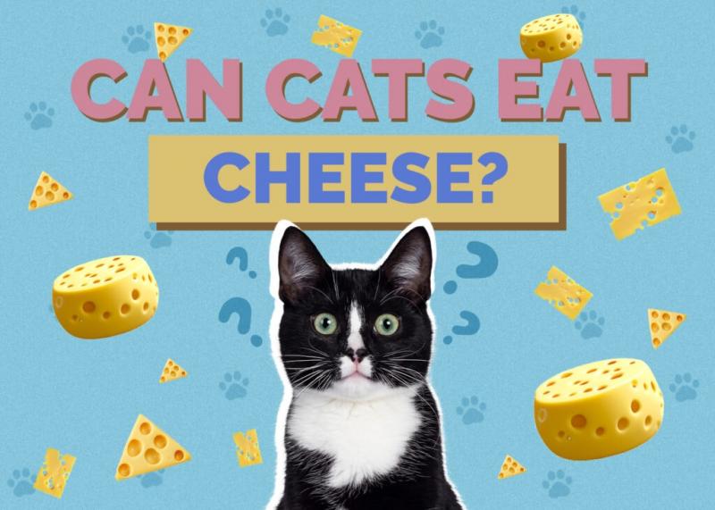 Czy koty mogą pić mleko migdałowe? Plusy, minusy, fakty i często zadawane pytania 