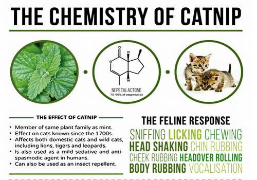 Co to jest kocimiętka i jak wpływa na kota (z infografiką)