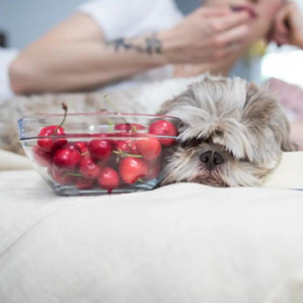 Korzyści z jedzenia czereśni przez psy