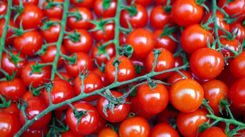 Czy psy mogą jeść pomidory koktajlowe? Fakty i porady żywieniowe zatwierdzone przez weterynarza