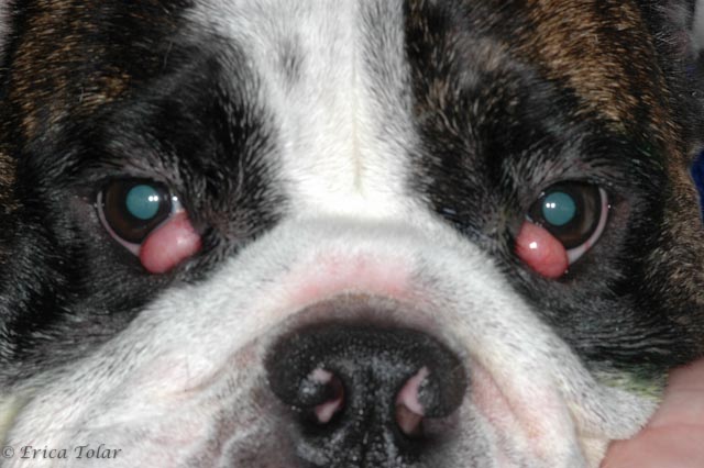 Beagle Cherry Eye: Co to jest i jak się nim opiekować?