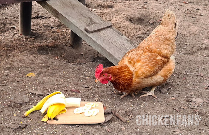 Jak często należy karmić kurczaka bananami?