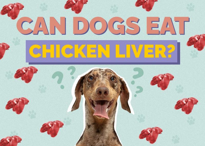 Ile kurczaka można podawać psu?