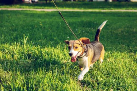 4. undefinedPrairie Sunset Dog Park - Położony w Maize, na obrzeżach Wichita, ten malowniczy park dla psów oferuje pofałdowane wzgórza, ścieżki spacerowe i duży staw, w którym psy mogą się ochłodzić podczas gorących letnich miesięcy.