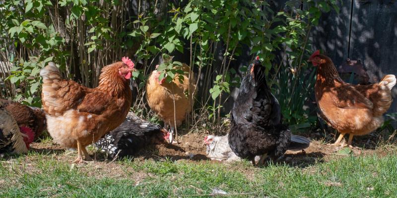 5. Ocynkowany wiszący karmnik dla drobiu Harris Farm