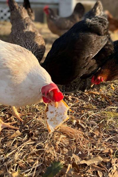 Możliwy naturalny środek odrobaczający