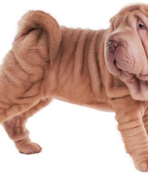 7 interesujących faktów na temat Shar Pei
