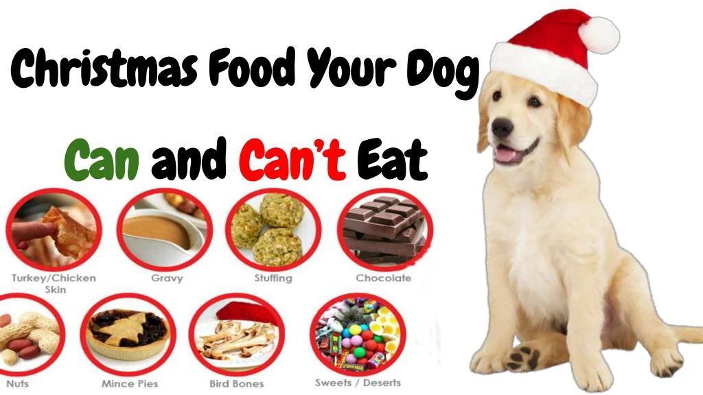 10 pokarmów, które psy mogą jeść w Boże Narodzenie (ze zdjęciami)