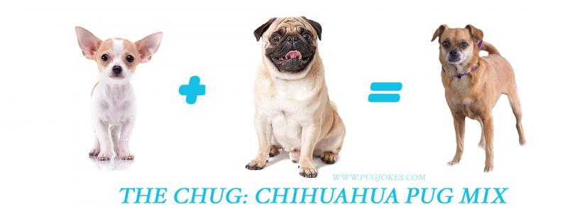 Chug (mieszanka mops i chihuahua): Przewodnik, informacje, zdjęcia, pielęgnacja i więcej!