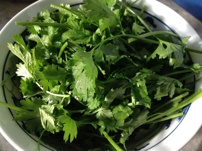 1. Kolendra/Cilantro