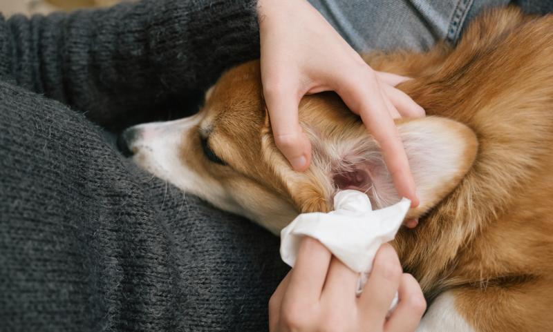 Jak czyścić uszy psa w domu - zatwierdzony przez weterynarza przewodnik krok po kroku