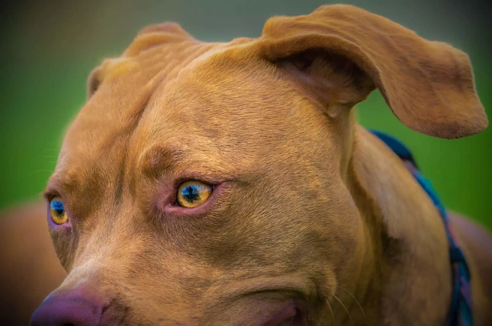 Temperament i inteligencja psów rasy Vizsla Pit Bull Mix