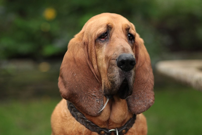 Czy bloodhoundy mogą być jednolicie czarne?