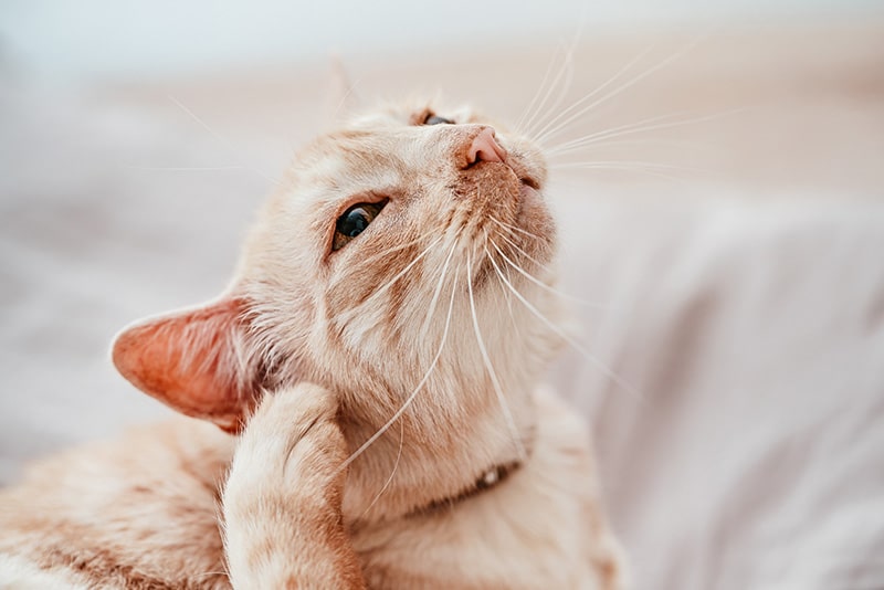 Jak dbać o kota z erlichiozą?