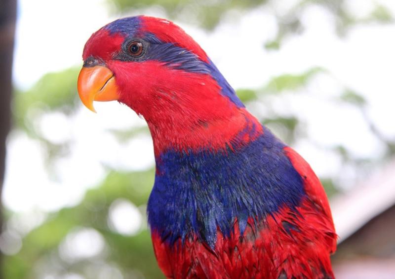 1. Australijska papuga królewska