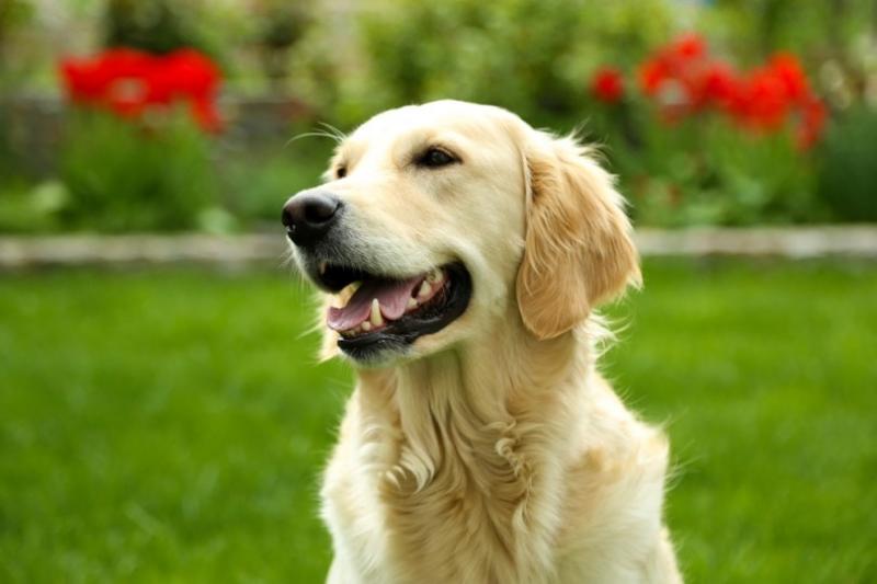 2. Golden Retriever