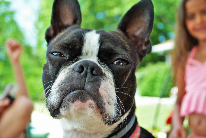 6 możliwych powodów, dla których Boston Terrier tak często puszcza bąki
