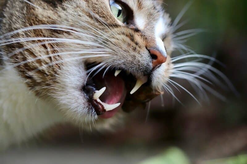 Jak wypada czystość jamy ustnej kota w porównaniu do ludzi?