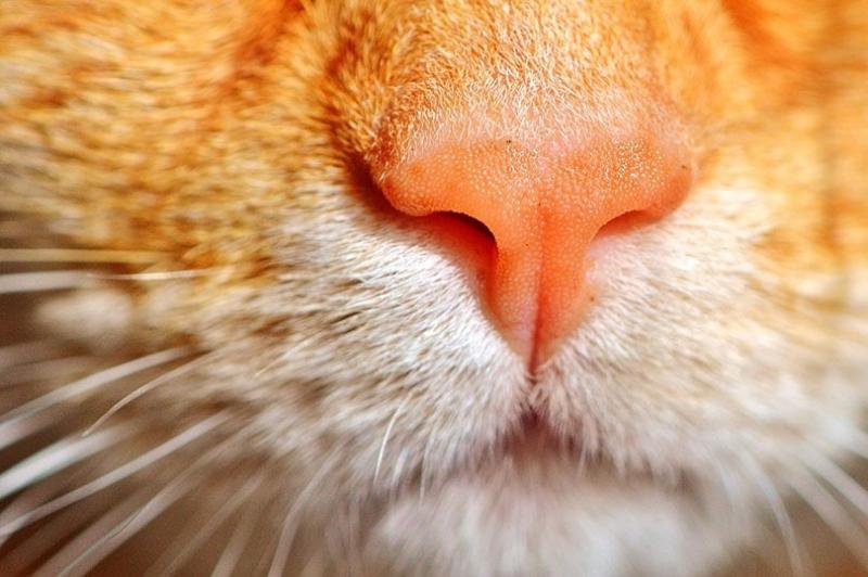 Jak czyścić nos kota: 5 kroków zatwierdzonych przez weterynarza