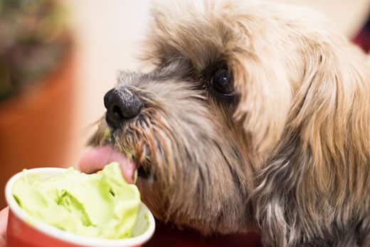 Czy psy mogą jeść lody? Fakty żywieniowe zatwierdzone przez weterynarza i często zadawane pytania