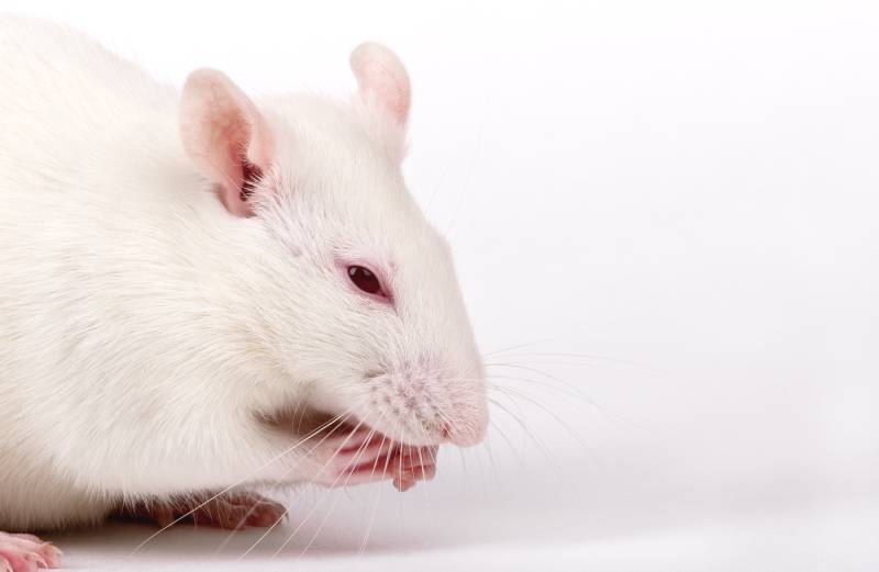 6. Szczury albinosy śnią o swoich dniach