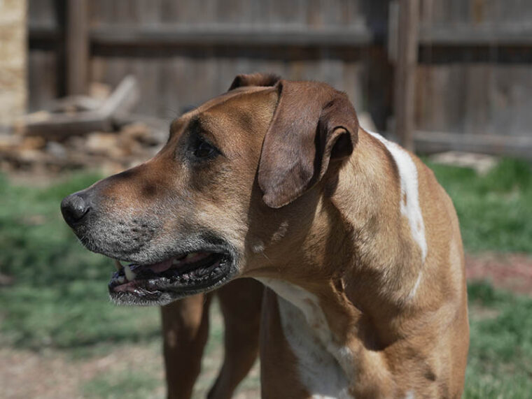 Cechy charakterystyczne mieszanki rodezjan boerboel