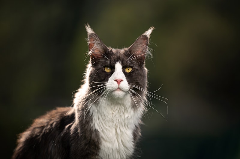 Tuxedo Maine Coon: Zdjęcia, przewodnik pielęgnacji, temperament i cechy