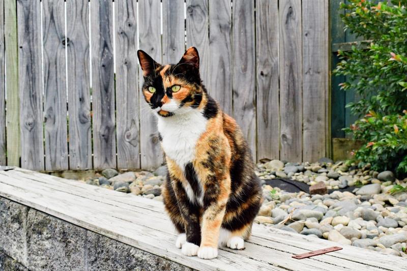 6 rodzajów kotów calico: Wariacje kolorystyczne i genetyka (ze zdjęciami)