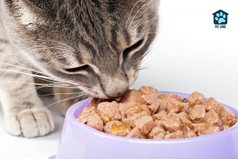Ile czasu zajmuje kotom trawienie pokarmu? Wyjaśnienie procesu trawienia u kotów