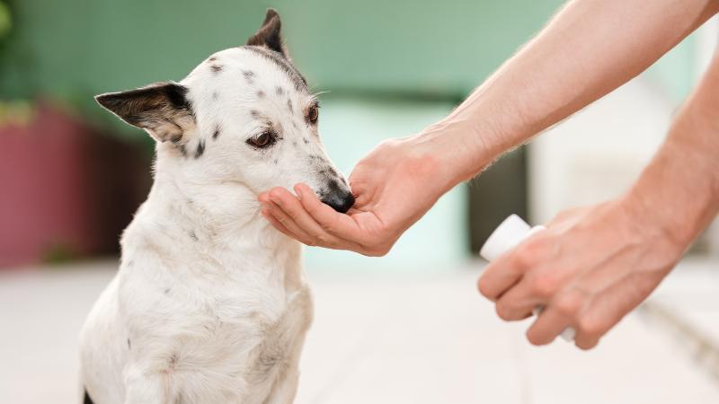 Objawy zatrucia ibuprofenem u psów
