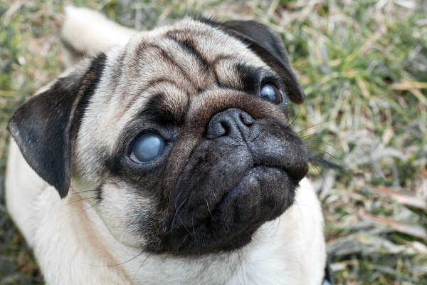 9 najczęstszych problemów z oczami u psów