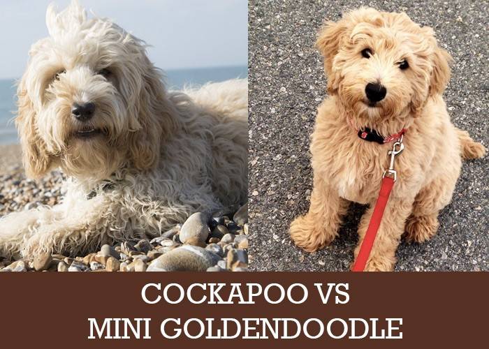 Cockapoo vs Goldendoodle: Różnice (ze zdjęciami)
