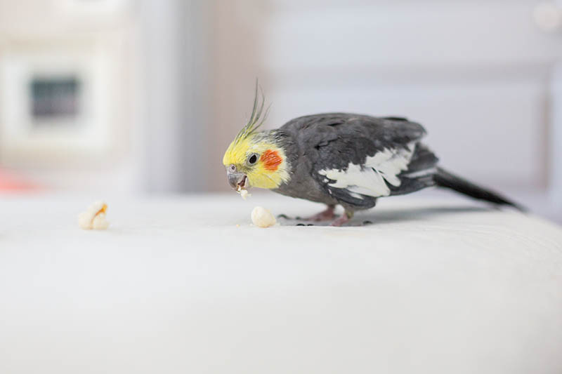 Czy ptaki mogą jeść popcorn? Fakty zatwierdzone przez weterynarza i wskazówki dotyczące bezpieczeństwa