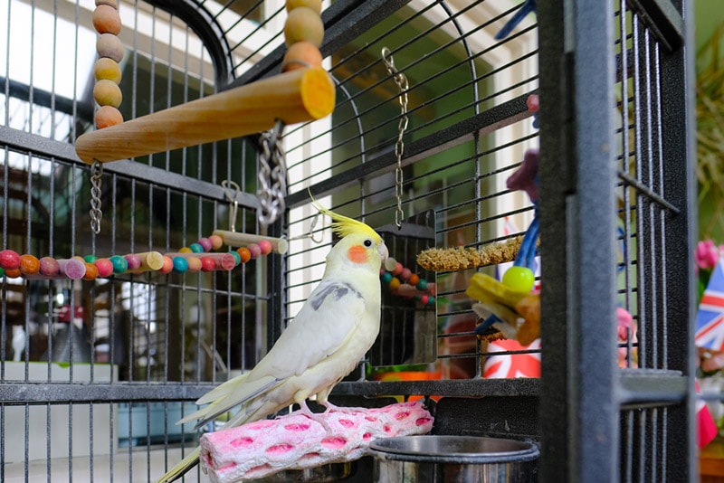 3. Laundry Rack Bird Gym by Pets DIYs