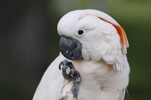 Kakadu niebieskooka: Rzadkość, zdjęcia i przewodnik pielęgnacji