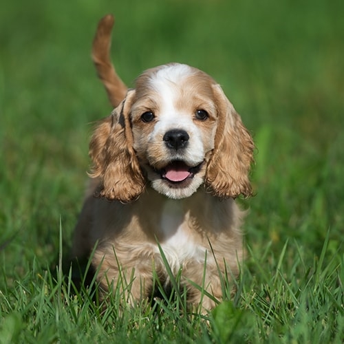 Czy cocker spaniel może zostać sam w domu? Fakty i wskazówki dotyczące bezpieczeństwa