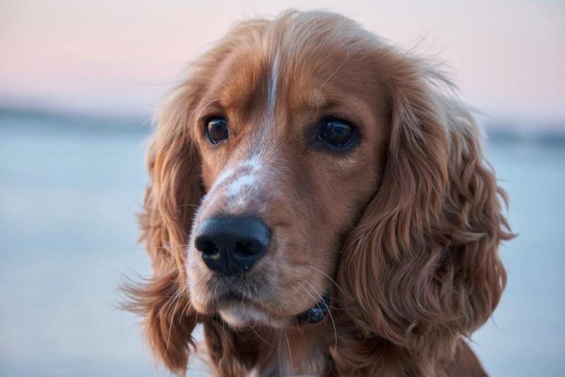 Czy cocker spaniele linieją?