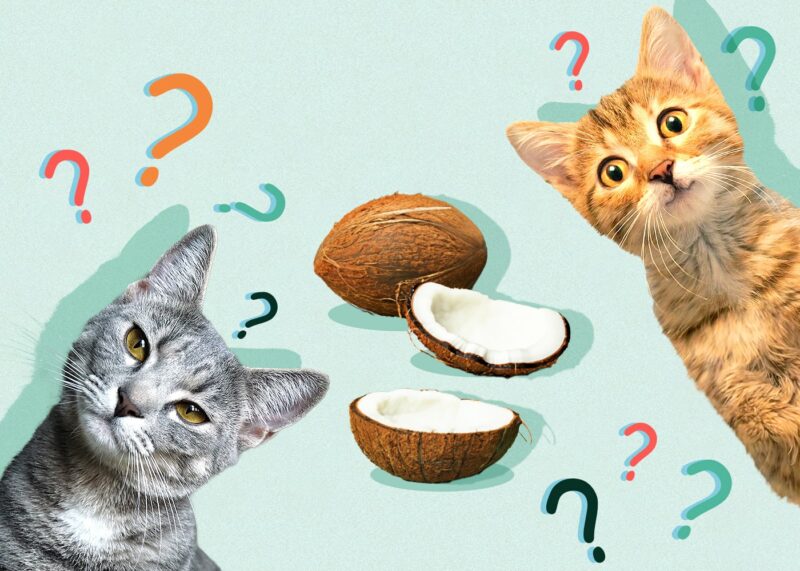 Mleko kokosowe nie jest częścią naturalnej diety kota.